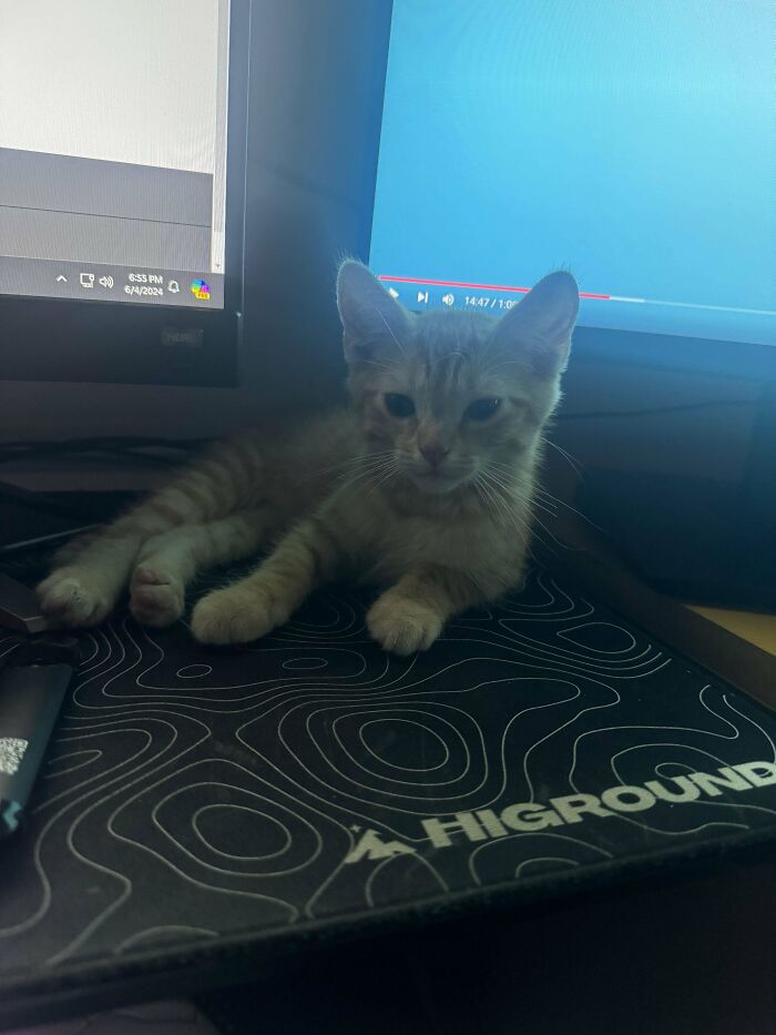 Adopted My First Cat