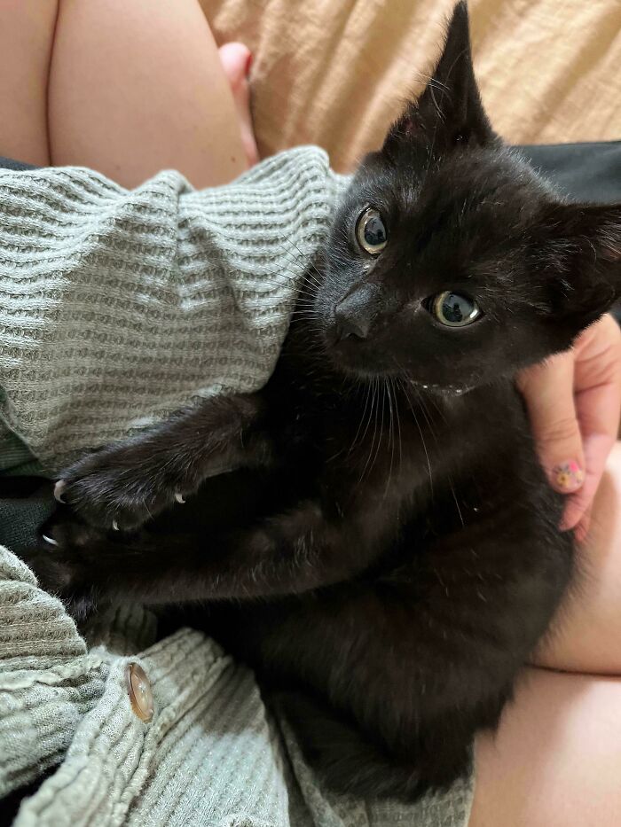 My New Adopted Kitten, Rory!