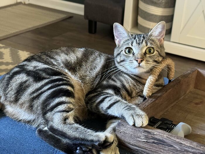 It Should Be Illegal For A Cat To Be This Cute And Simultaneously This Sweet. I Hit The Jackpot When I Adopted Juniper