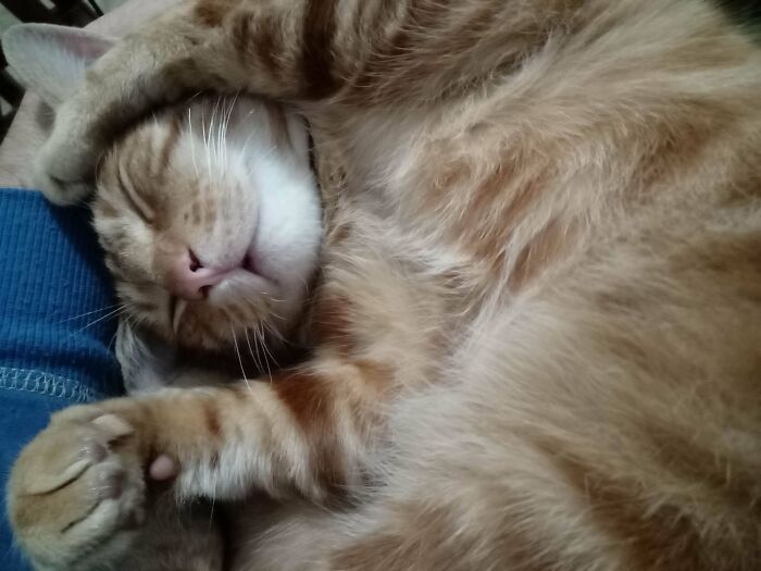 Adopted By A Stray Orange