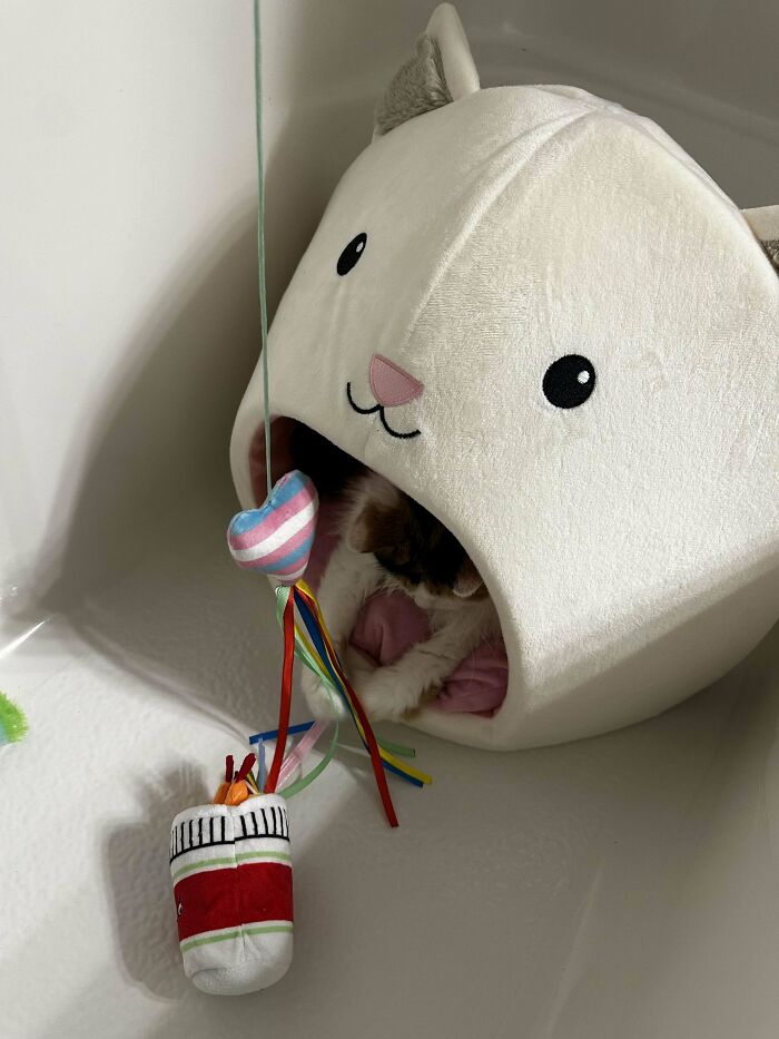 Adopted This 9 Year Old Beauty. Welcome, Willow!!