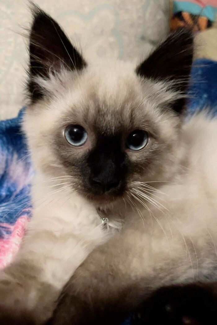 My New Blue-Eyed Boy 🥺