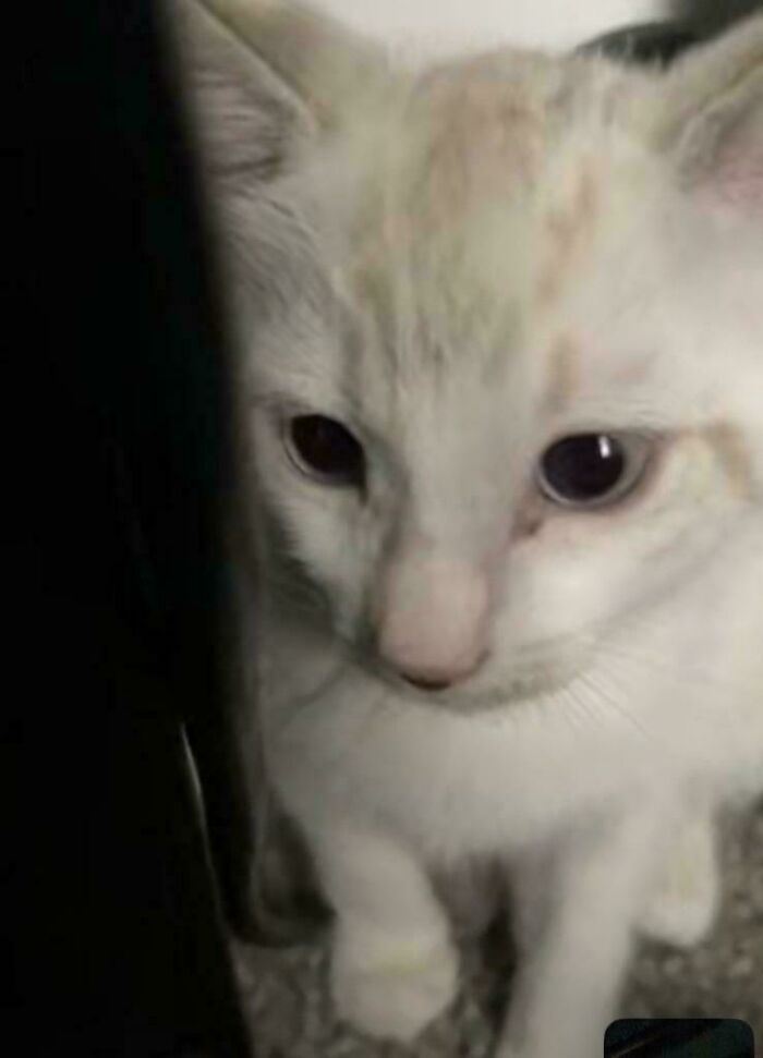 My Little Goose Got Adopted Today. I’m Hoping I Will Be A Good Cat Mom To This Little Angel