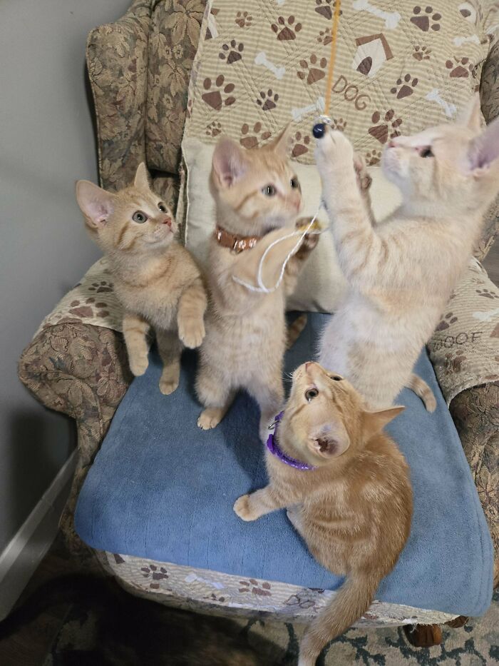 My Soon To Be Adoptable Babies