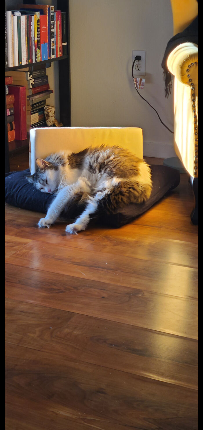 This Is Samwise. He Has Claimed My Meditation Spot As His Own