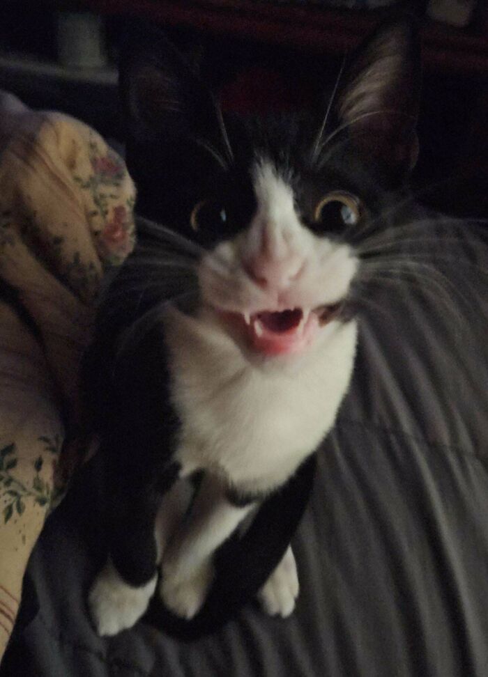 Adopted Myself A Little Skrunky Thang