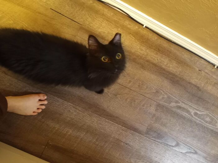 Meet My New Kitty I Adopted