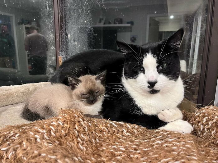 Foster Kitten Has Adopted All My Cats