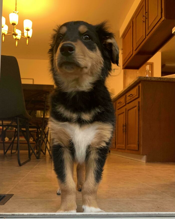 Just Adopted This Handsome Boy