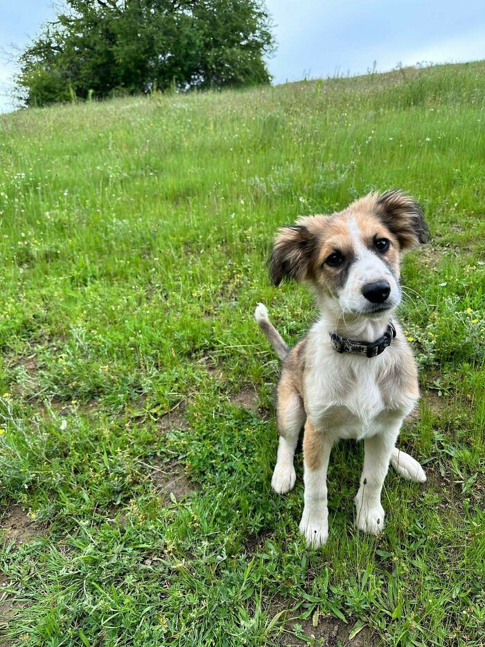 Adopting A Karakachan-Mix, Any Name Suggestions?