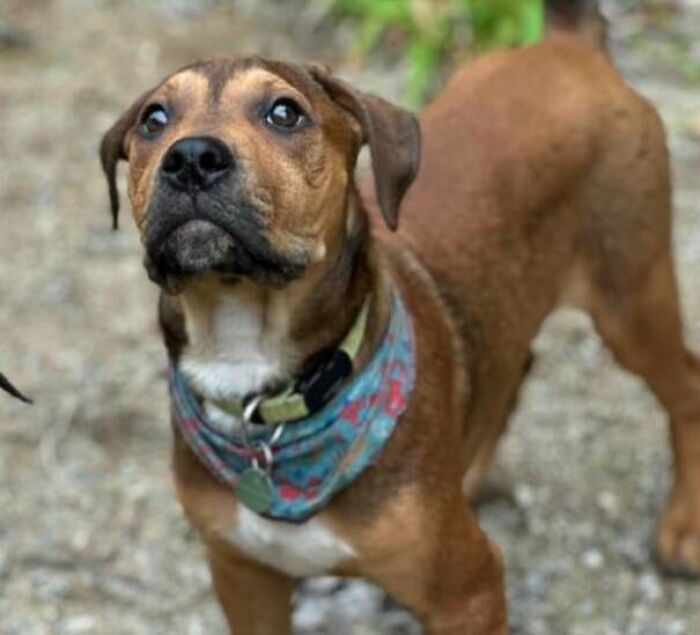 New Pup That Will Soon Be Welcomed In Our Family