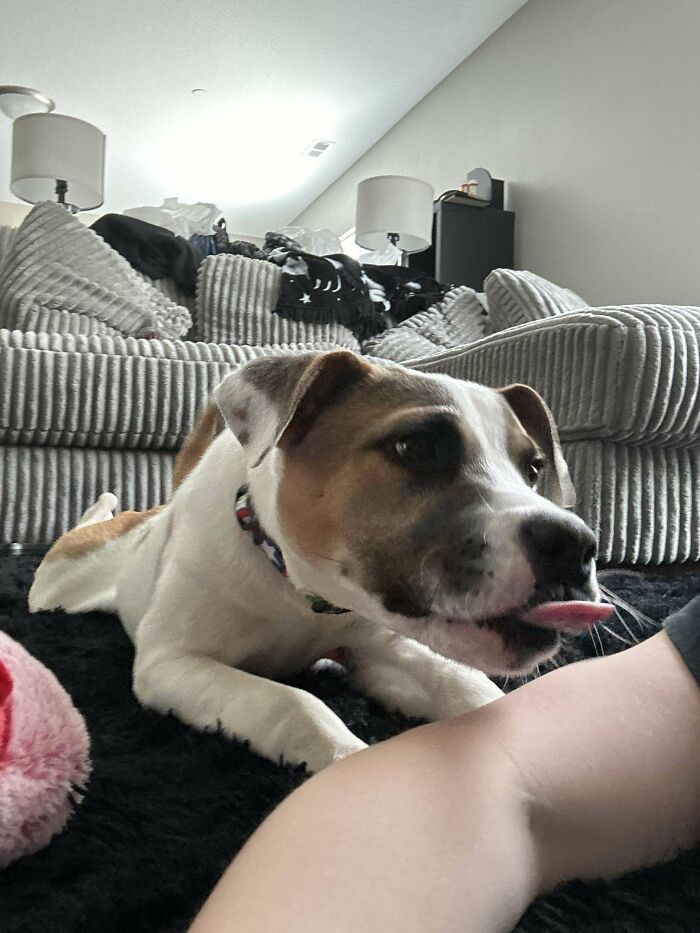 Recently Adopted This Lil Guy. They Said He Was Mixed But Weren’t Sure, Opinions?