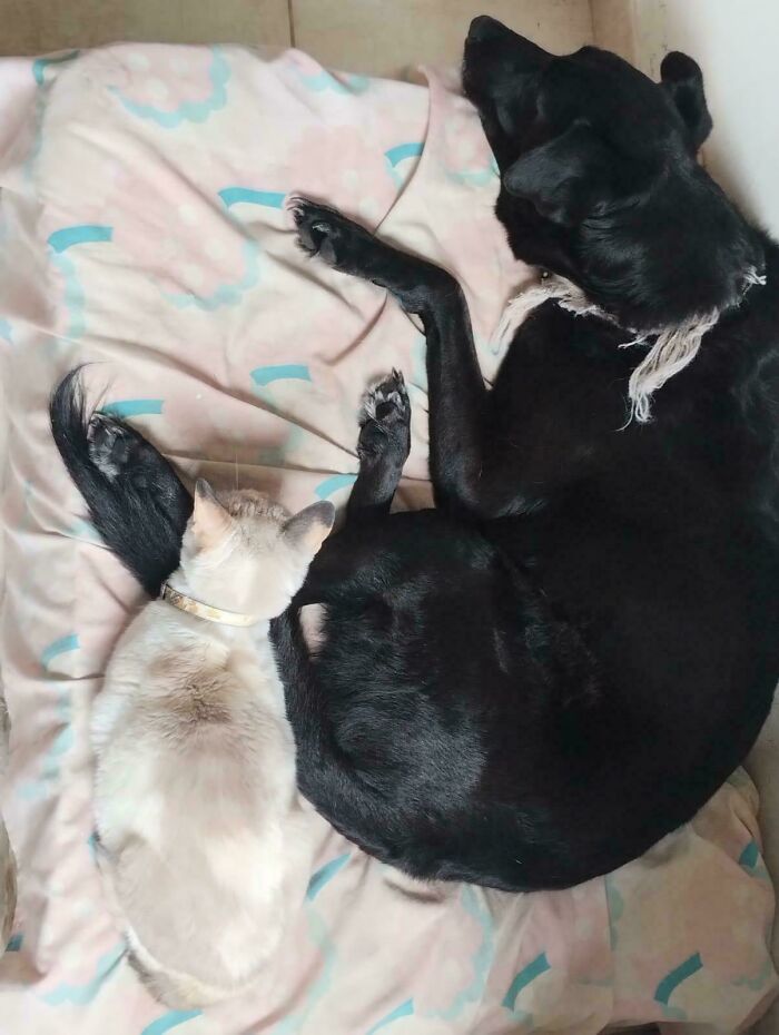 She Got Adopted By The Cat