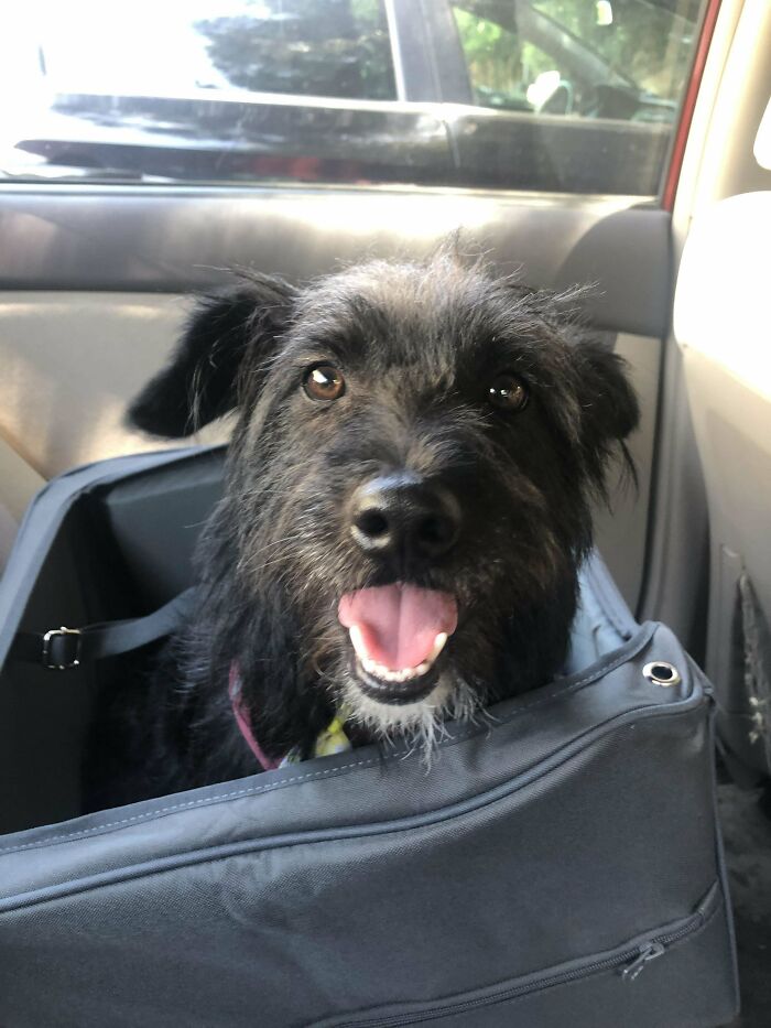 Benjamin’s First Ride In His New Car Seat After The Groomer!