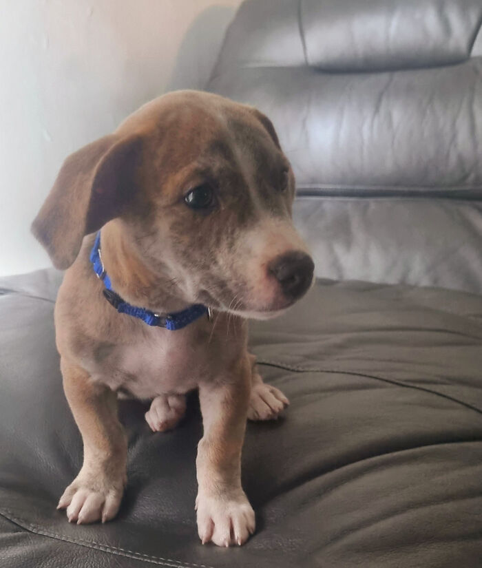 Adopted A Dog, Can Anyone Tell Me The Breed ?