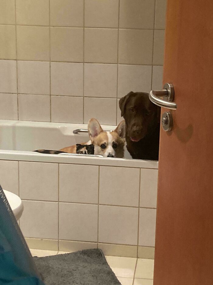 When We Adopted Cat We Didn’t Expect She Will Became Our Third Dog (They All Love Each Other)