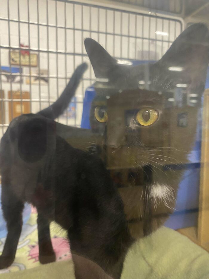 Put In An Application To Adopt This Lil Cutie And Free Her From Petsmart Jail