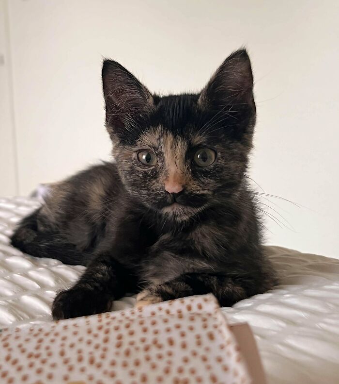 Just Adopted From The Shelter:)