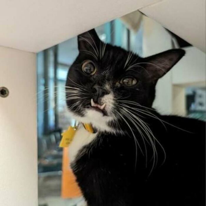 Nelson's Doing His Best To Look Handsome For His Adoption Profile Pic