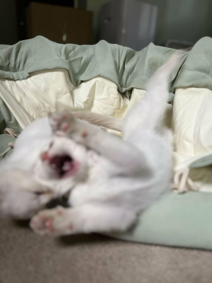 I Always Do “Last Foster Day” Photos For My Foster Kittens Before They Go Up For Adoption. I Was Trying To Get A Photo Of These Identical Flamepoint Brothers Together. I Failed