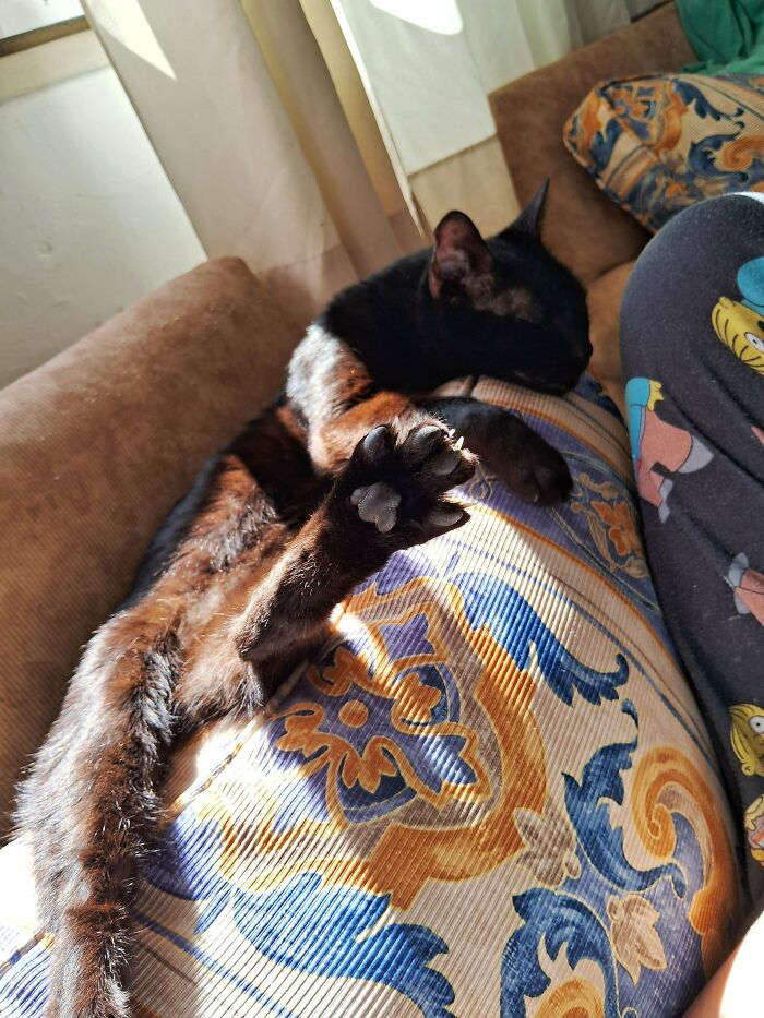 Adopted After Being Kept Locked In A Closet For 3 Years