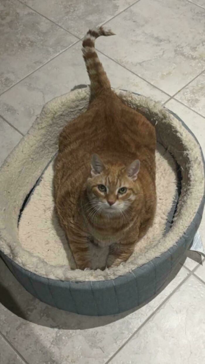 He’s On A Weight Loss Journey (Just Adopted Him)