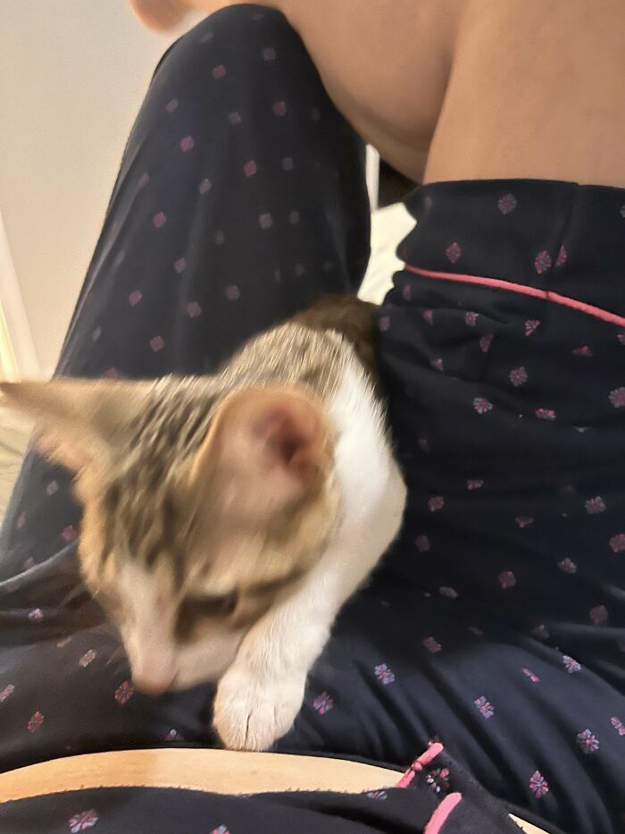 Help!!!! I Have Adopted A Kitten Who Literally Won’t Leave Me Alone…ever!