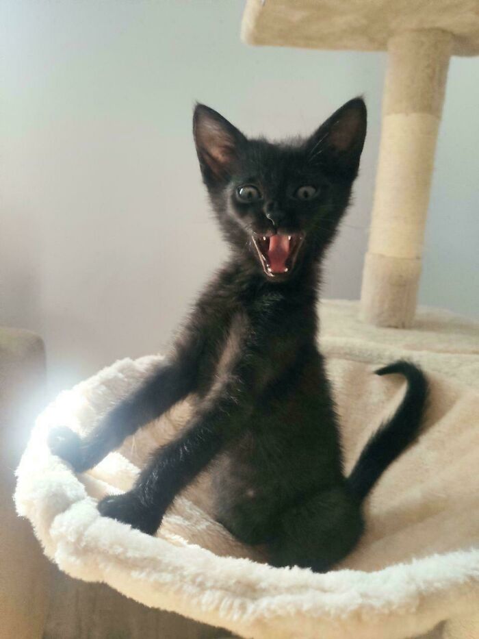 My Friendly Adopted Kitten