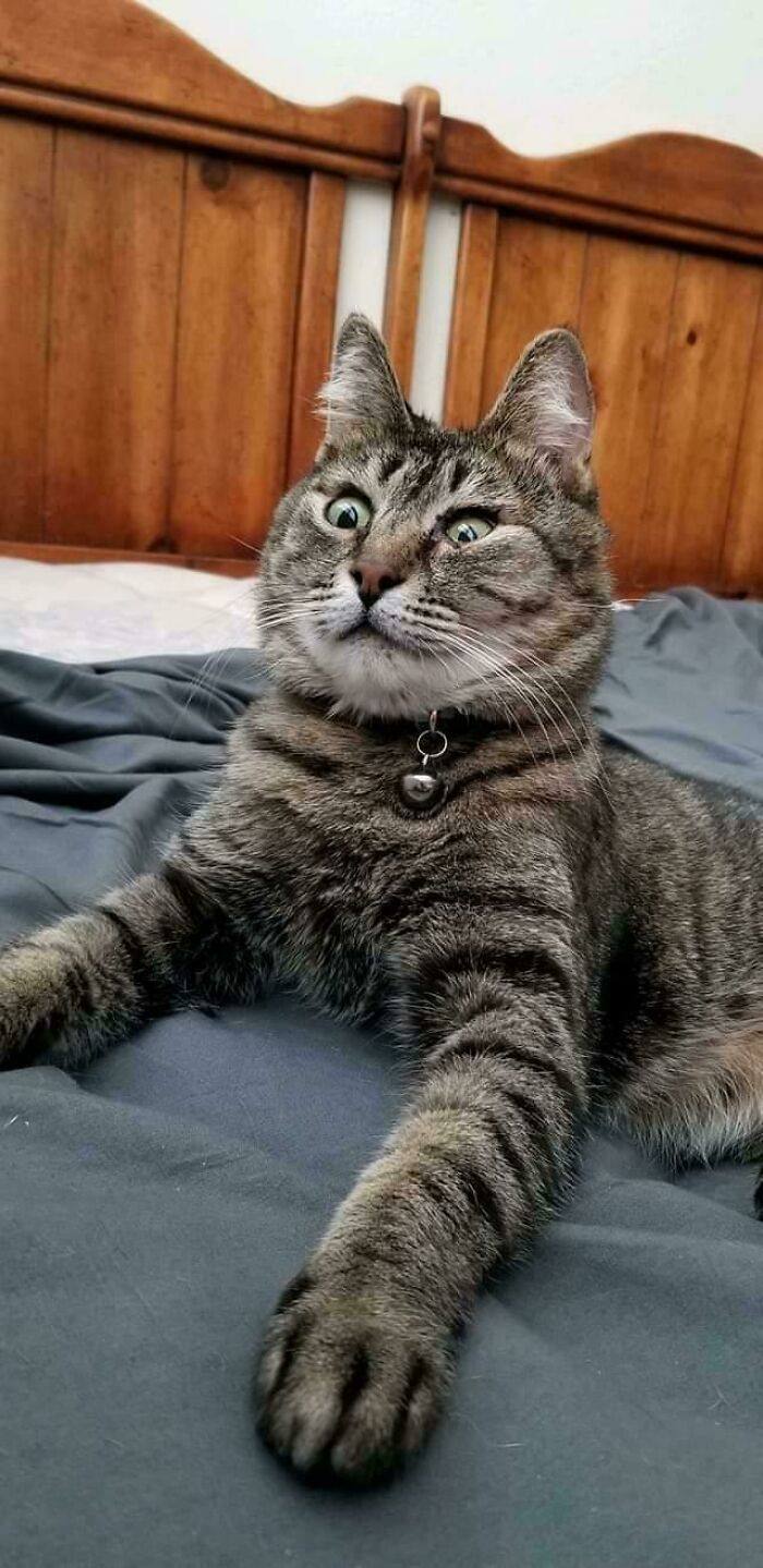 This Is Bug Bug. She Suffered A Traumatic Brain Injury As A Stray Kitten That Left Her Mostly Blind And...special. We Adopted Her From A Shelter About A Month Later And Nursed Her Back To Health. She's 8 Now. She Has To Wear A Bell So We Can Keep Tabs On Her. Roast Her