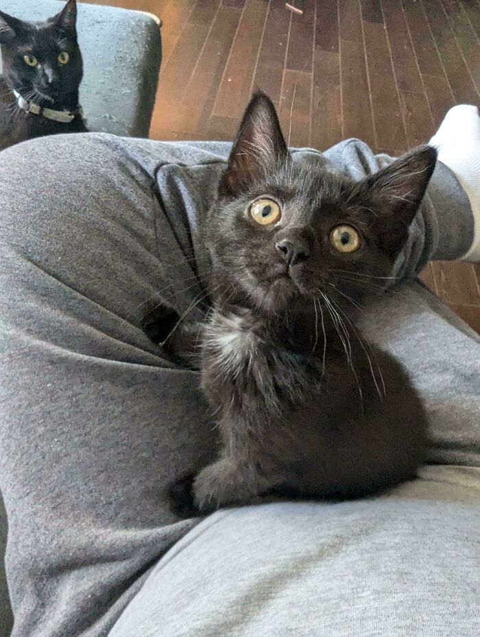 Just Adopted This Little Cutie. Still Thinking Of A Name