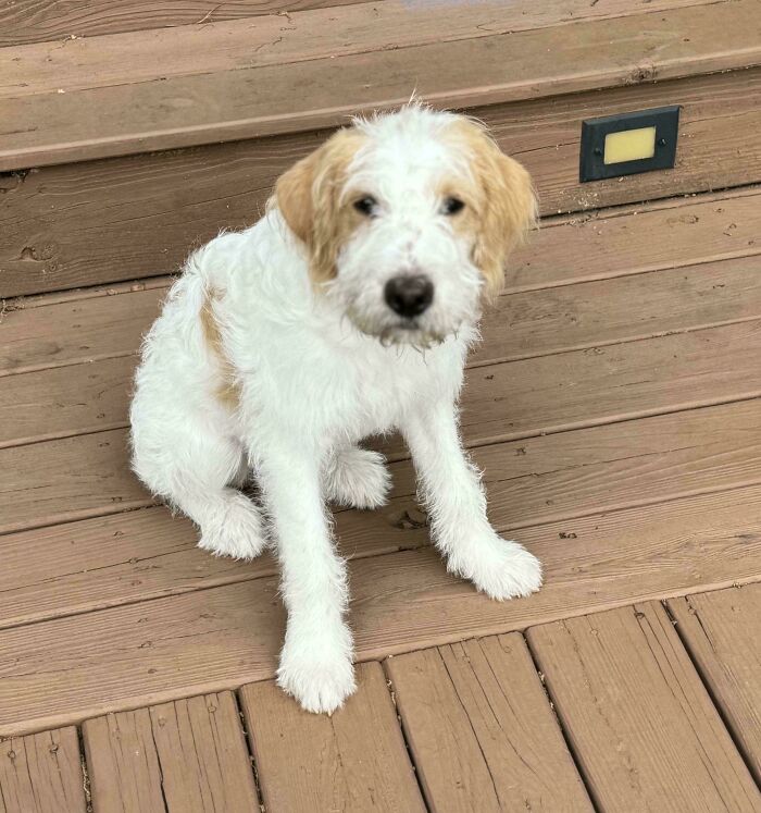 Accidental Doodle Adoption