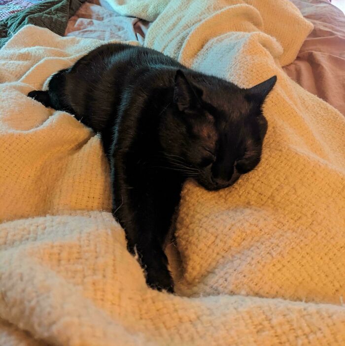 Adopted This Precious Tiny Void Yesterday From The Shelter. She Was Just Spayed After Being A Stray And Having Kittens. She Hid For A Few Hours And I Gave Her Space. I Can't Believe She Trusts Me Enough To Cuddle Already 🥹 🖤i'm In Love