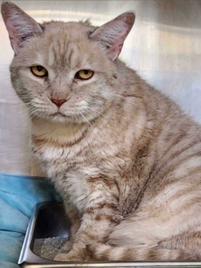 Bringing This Sweet, Gentle Boy Home In A Few Days. He Came Right Up To Me And Asked For Pets From Me And My Family At The Shelter. Can’t Wait To Show Him A Good Life!