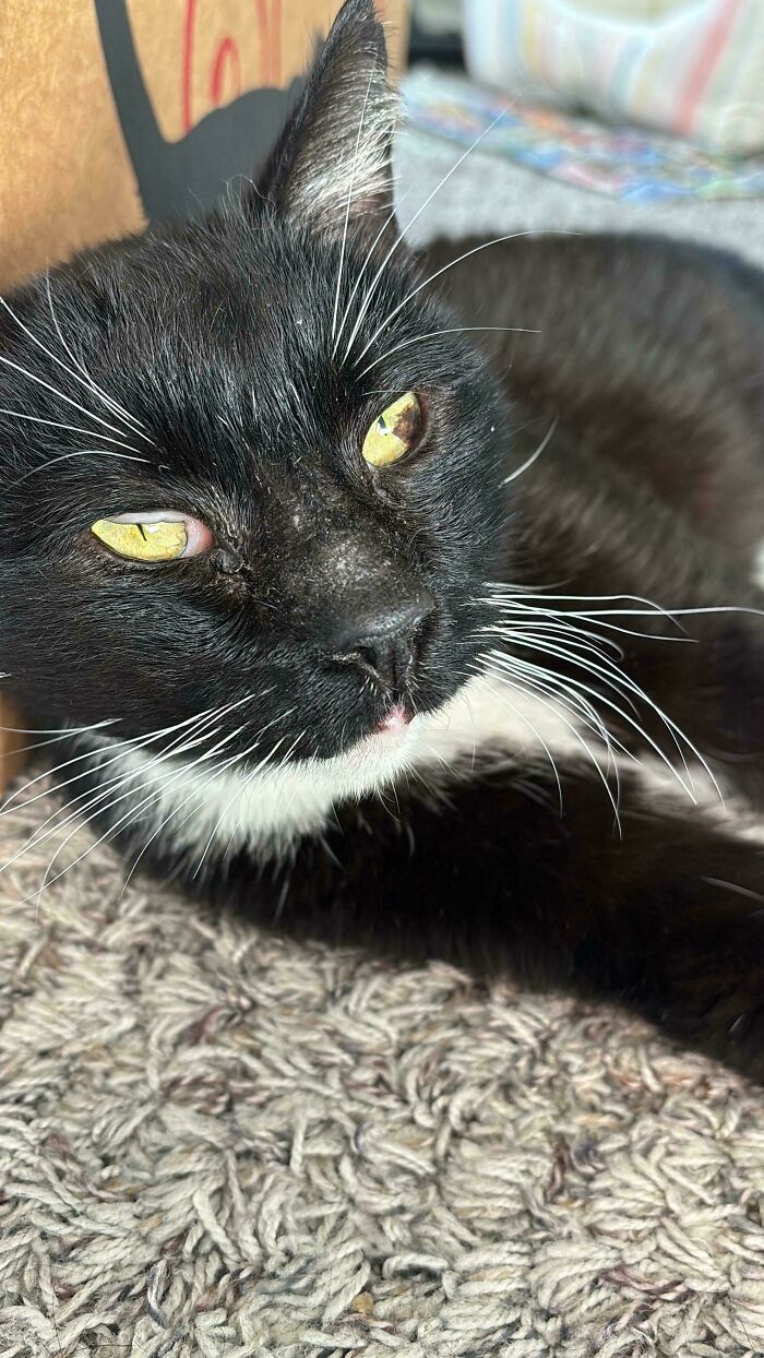 Just Adopted This Guy, Any Idea What’s Going On With The Bridge Of His Nose?