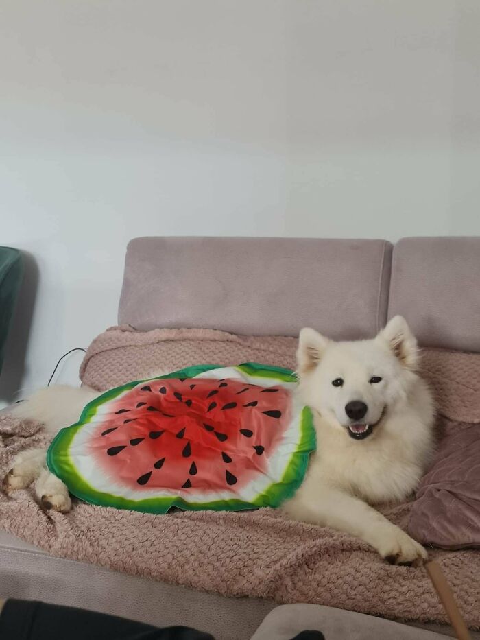 Believe It Or Not, This Gorgeous Girl Was Left In A Shelter Only A Few Days Ago. Now She's Ours!