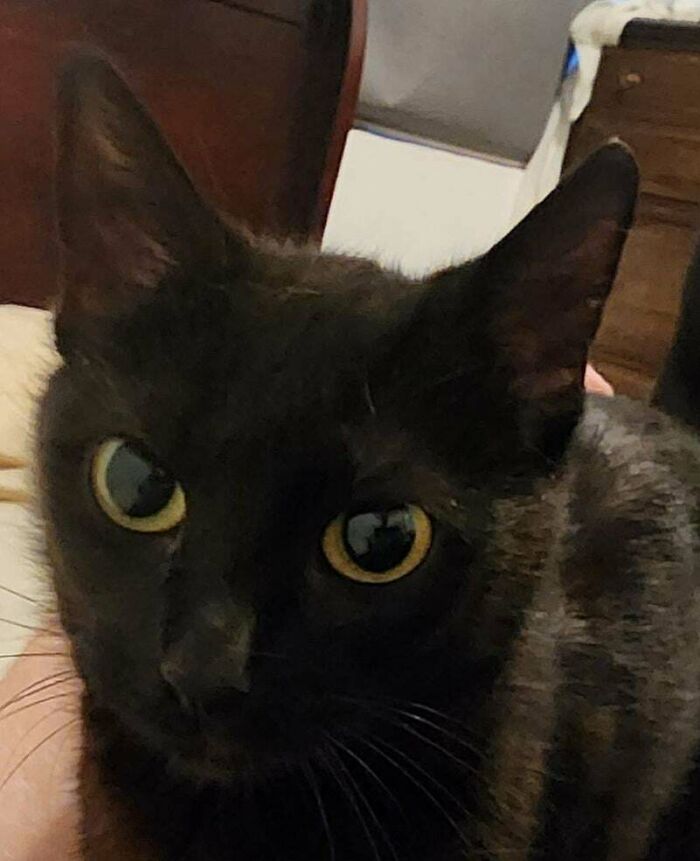 Just Adopted This Sweet Girl. Everyone Say Hello To Wednesday