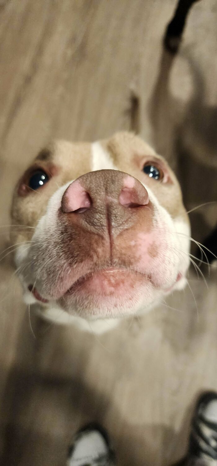 Everyone Meet Kali Our New Family Member!