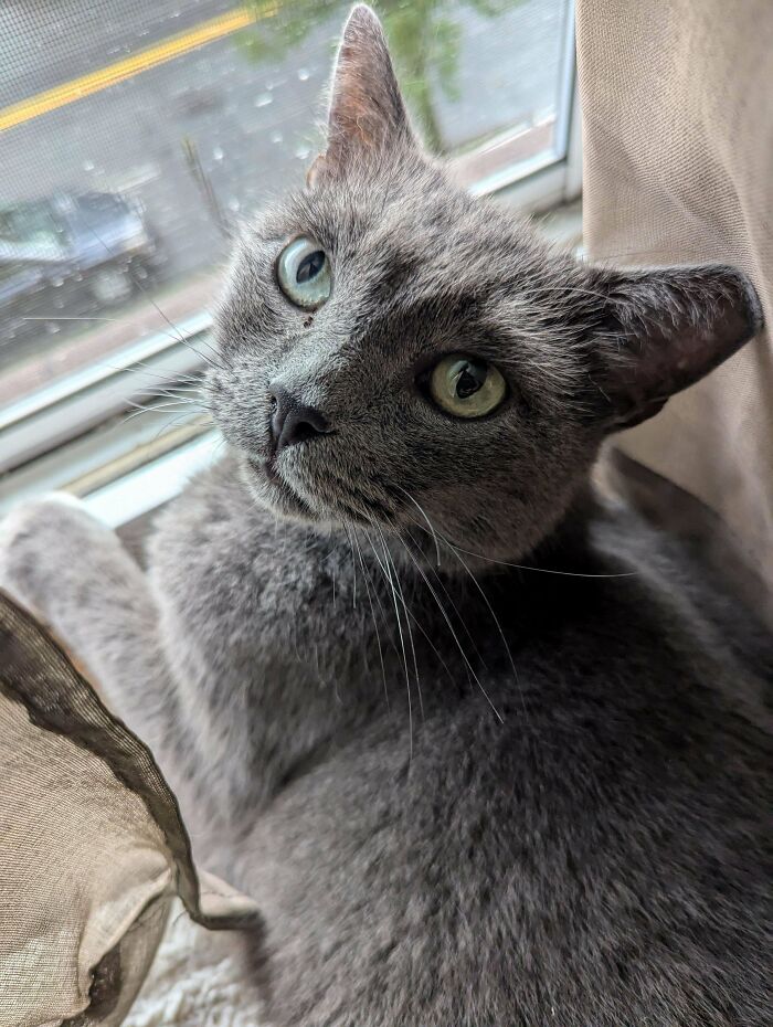 We Inherited My Father-In-Law's Cat After He Passed Last Week