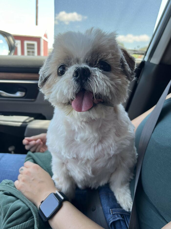 Just Adopted This Mostly Blind And Partially Deaf Old Man, Rice (8ish Years)