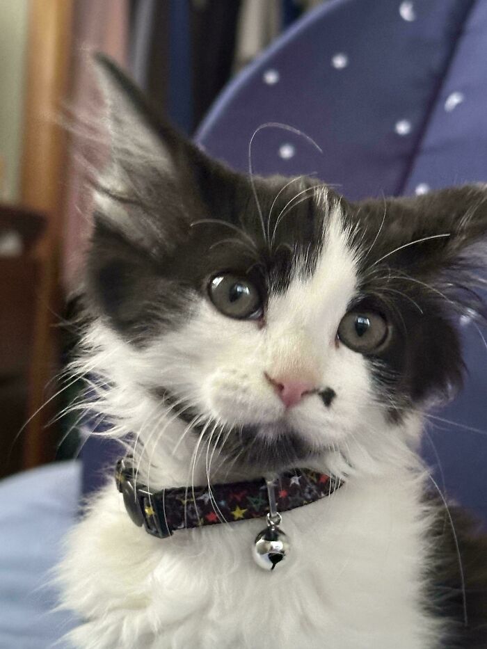 This Is My Daughter Pickles