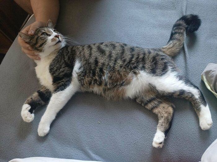 My Flatmate Adopted A Cat And He's Just The Sweetest Angel