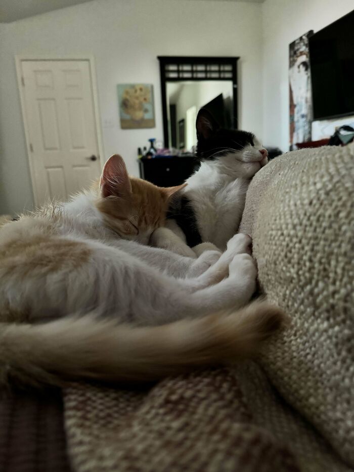 Is There Anything Better Than Adopting A Sibling Pair?