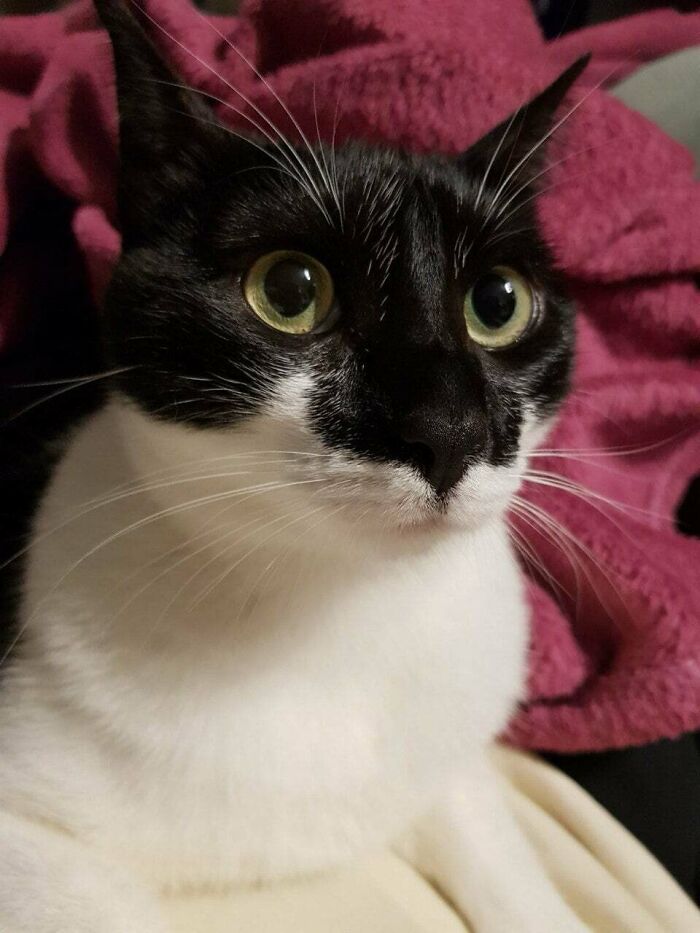 I Adopted This Cute Girl (Figlia) And My Life Has Never Been The Same. She Observes Me Like This When I Eat Or Sleep Or When I Play Video Games. She Jumps On The Bed When The Sun Rises And Waits For Me To Wake Up. I Feel Blessed. It's My First Ever Pet. Some People Say She Got A Mustache Coloring!