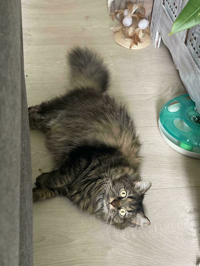 Adopting This Little Guy. Any Advice For Very Anxious Cats?