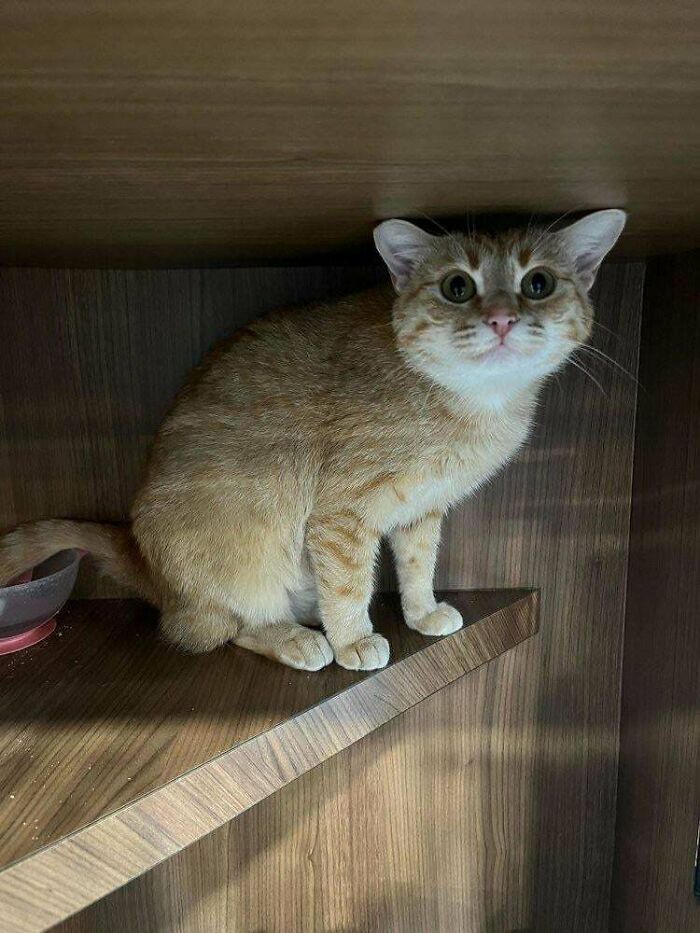 My First Cat, Audrey!