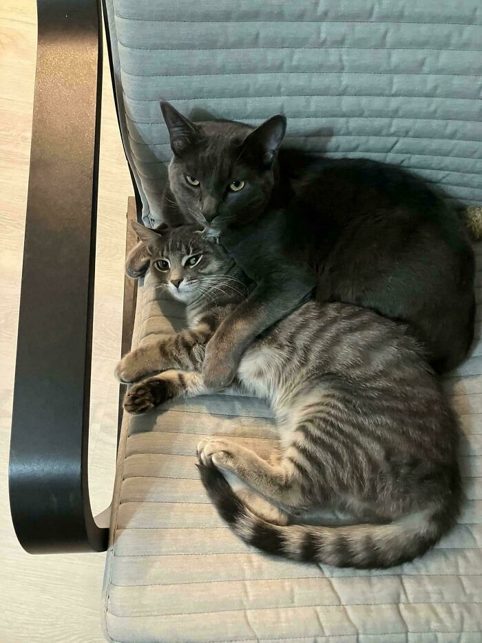 Three Months Ago We Adopted A Kitten For Our Very Neurotic, Codependent Greyby. Initially It Did Not Go Well. Currently: