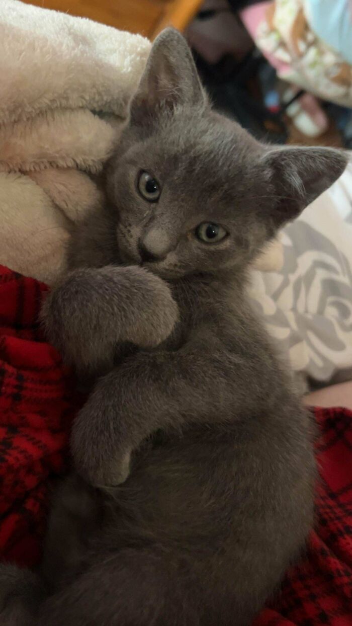 This Is My New Baby Boy Matcha And He Loves Attacking Anything With Stripes