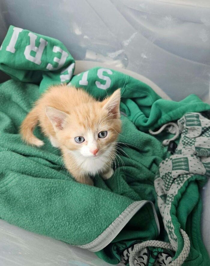 Name Suggestions Needed For Orange Adopted Kitten :)