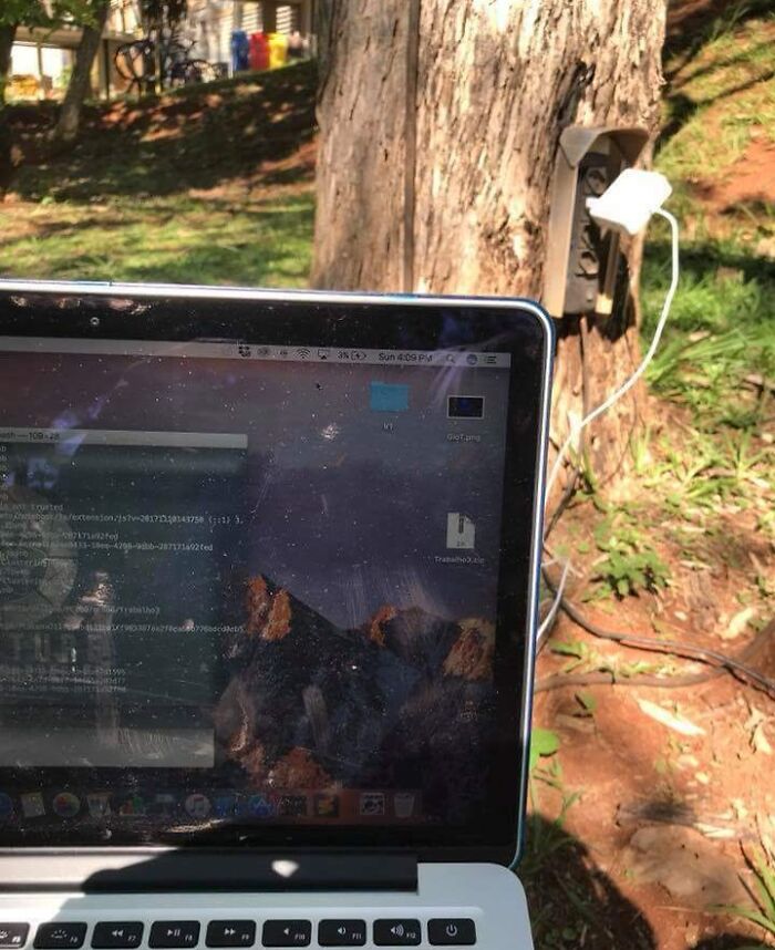 Some Of The Trees At My College Have Outlets On Them