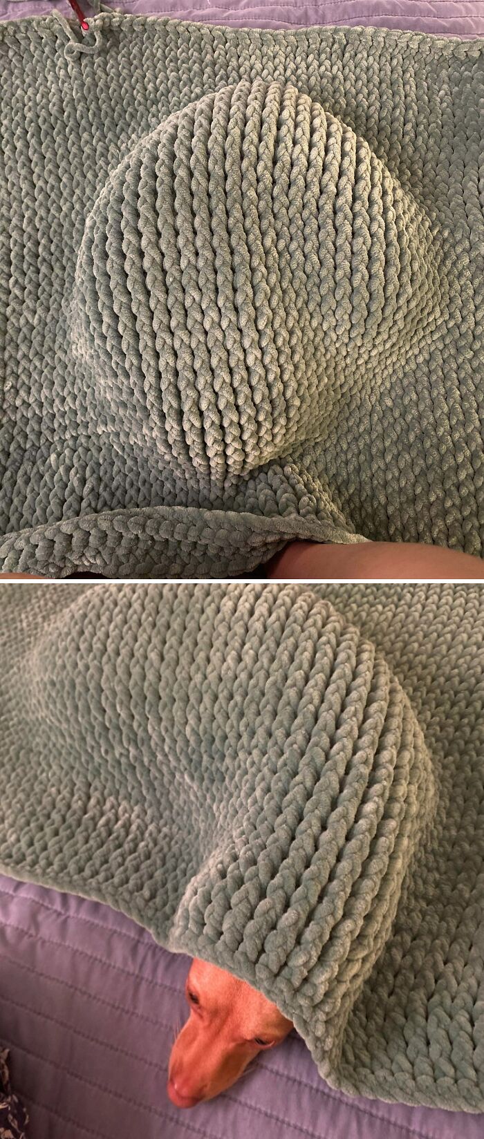 My Dogs Love This Chunky Blanket (The Lump Is My Dog)